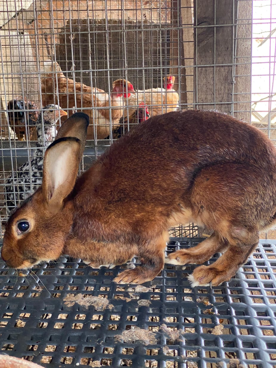 Rabbit img