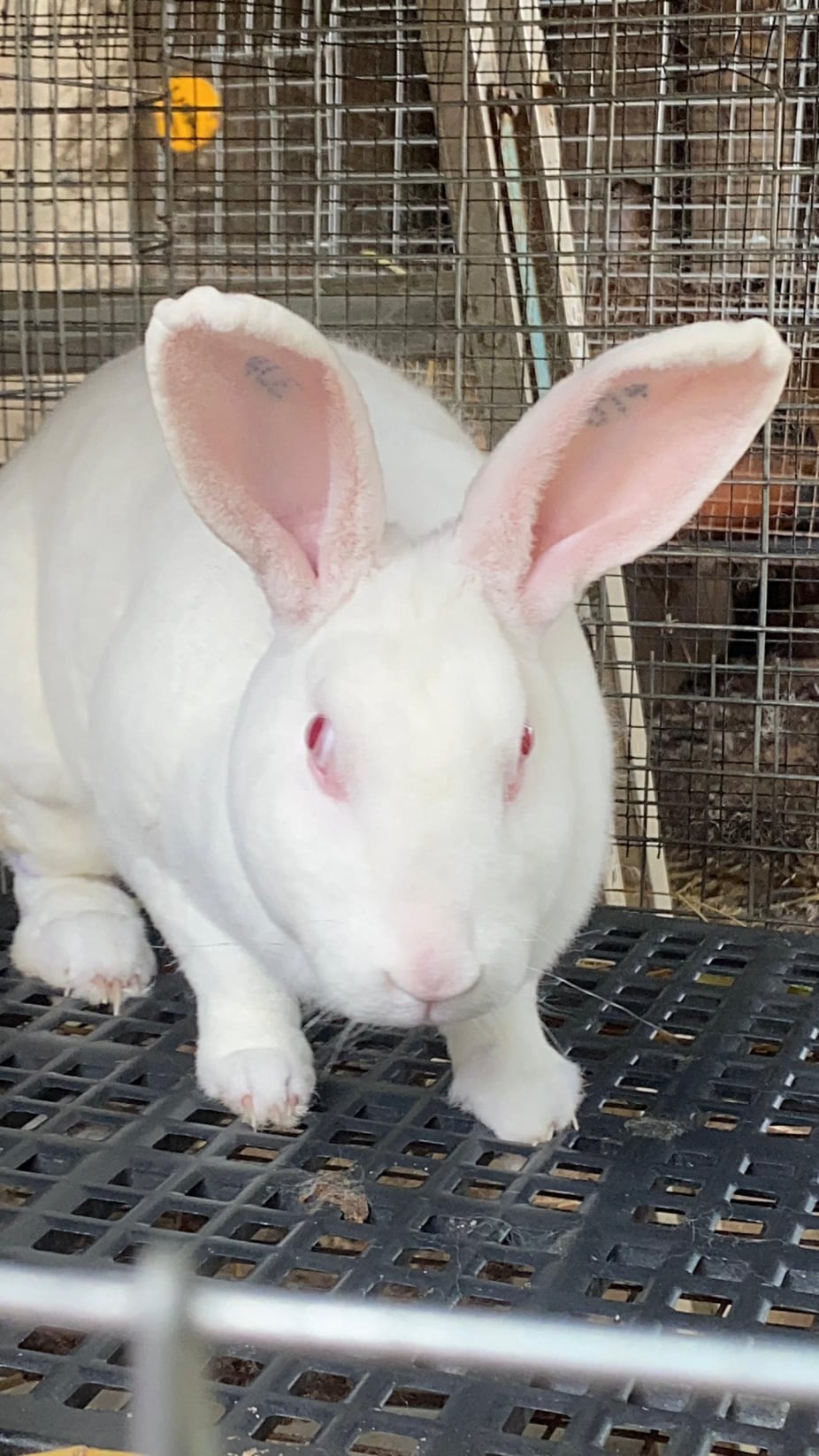 Rabbit img