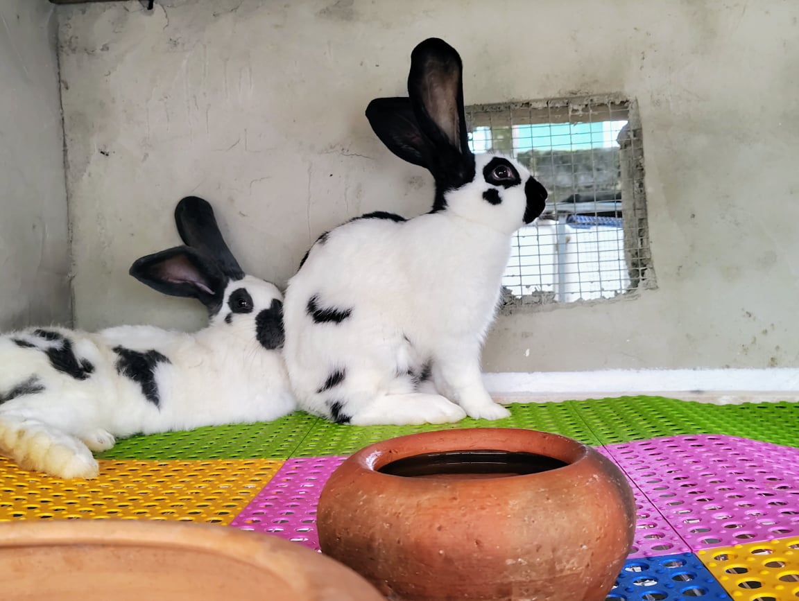 Rabbit