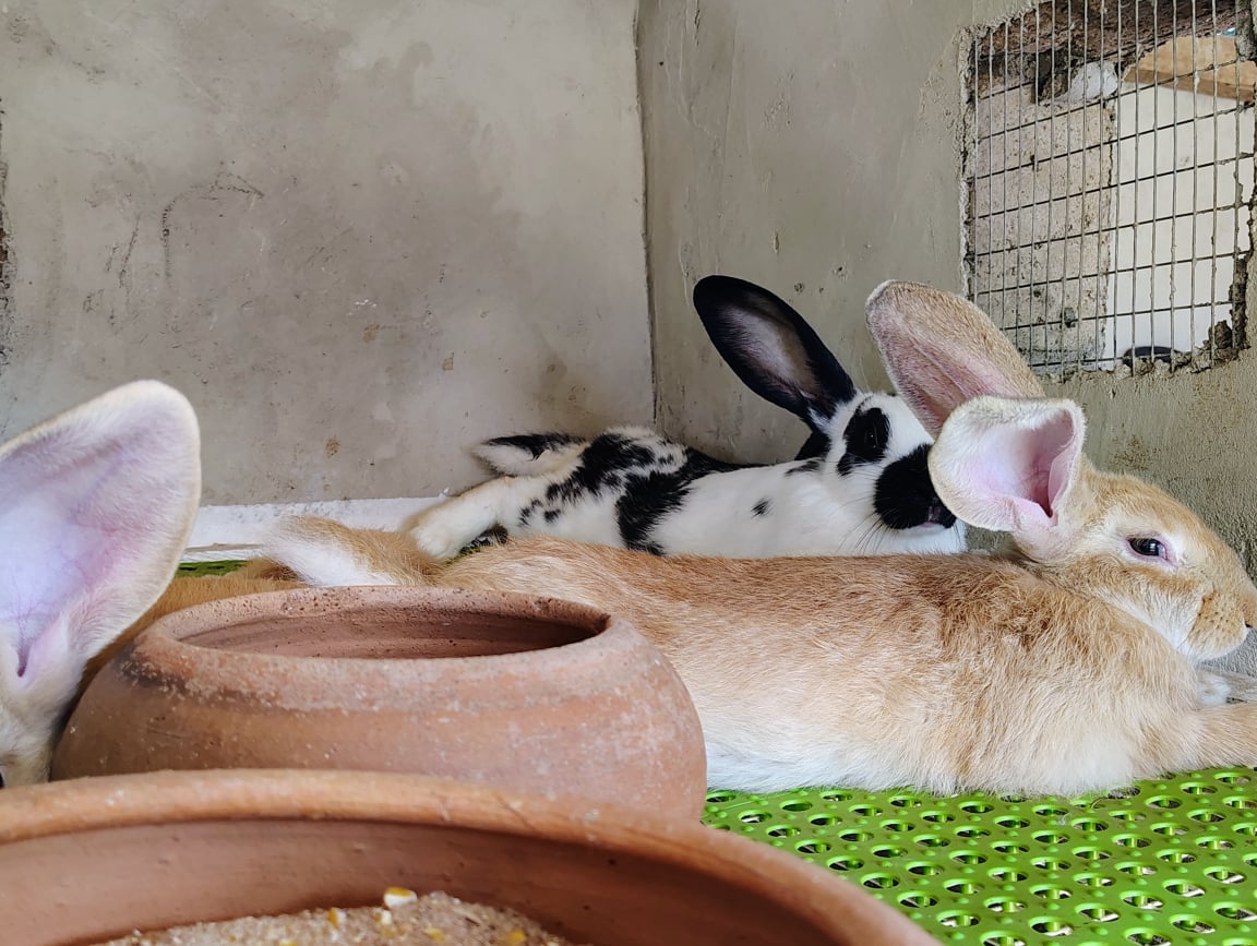 Rabbit