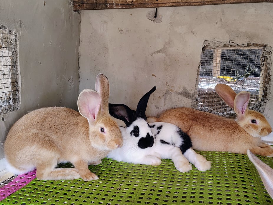 Rabbit