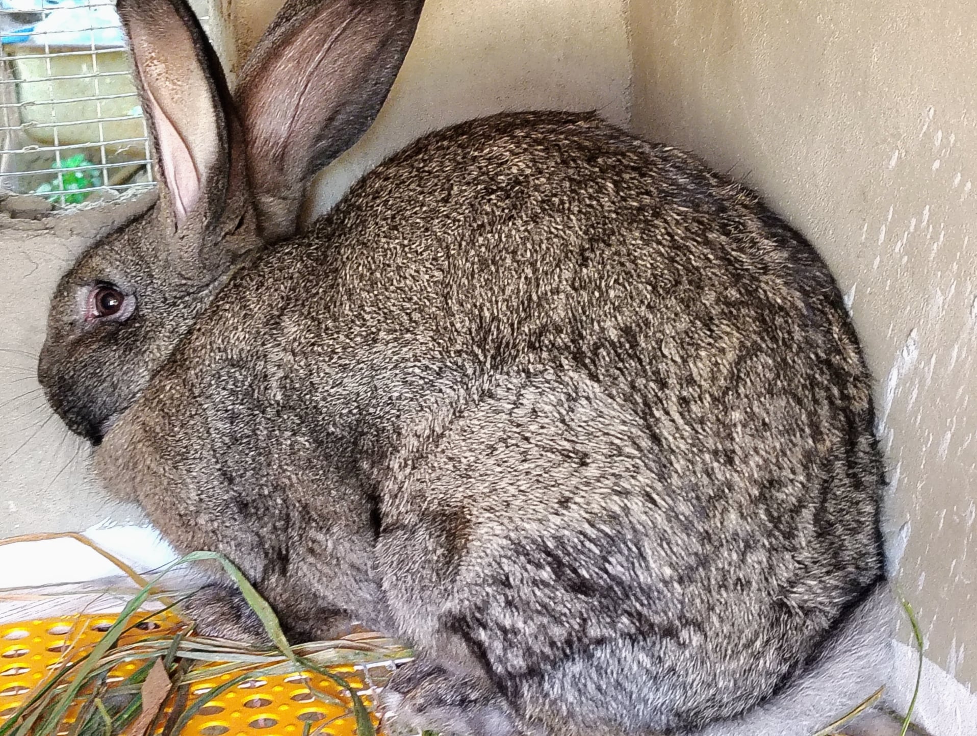Rabbit picture