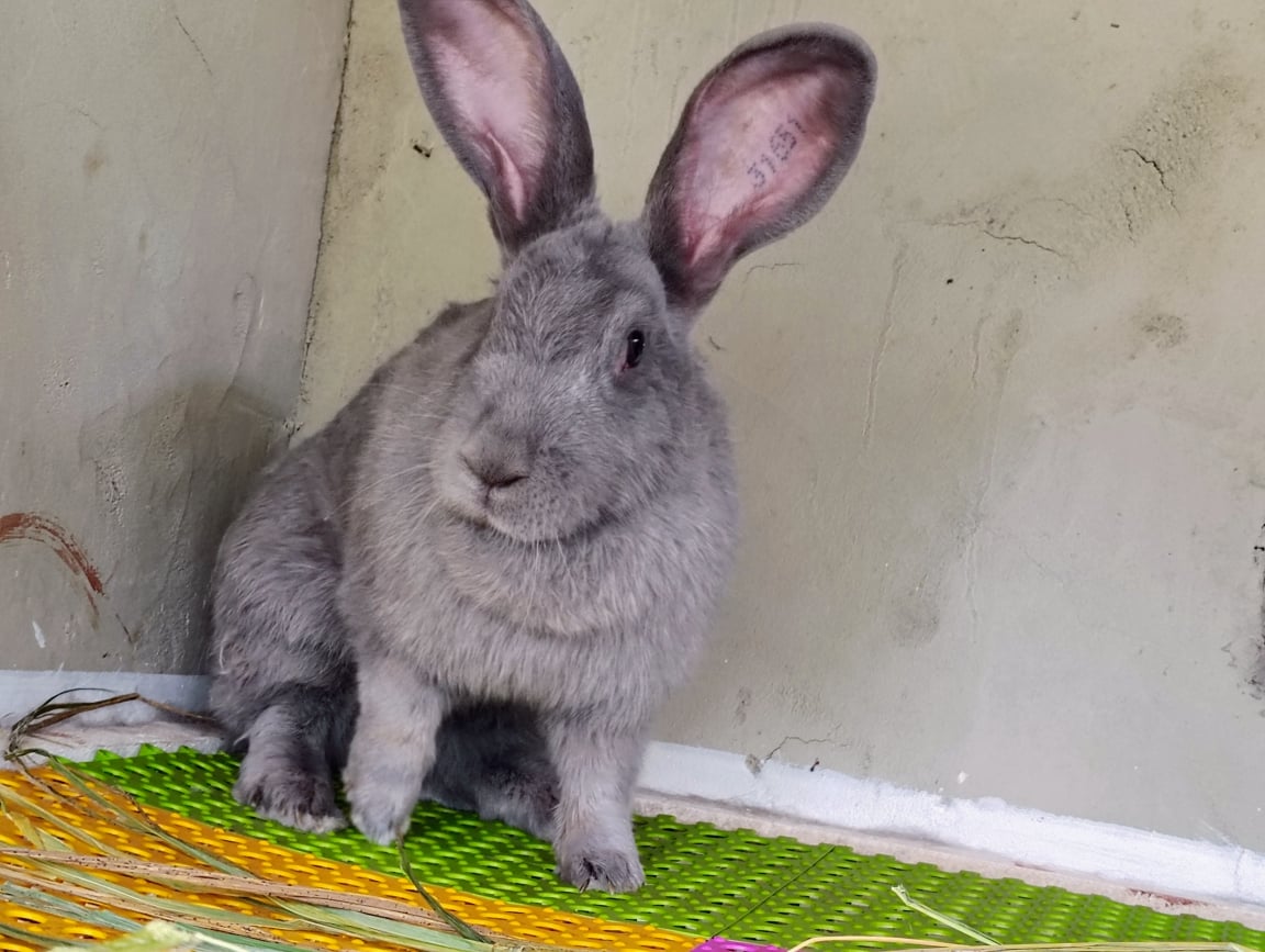 Rabbit