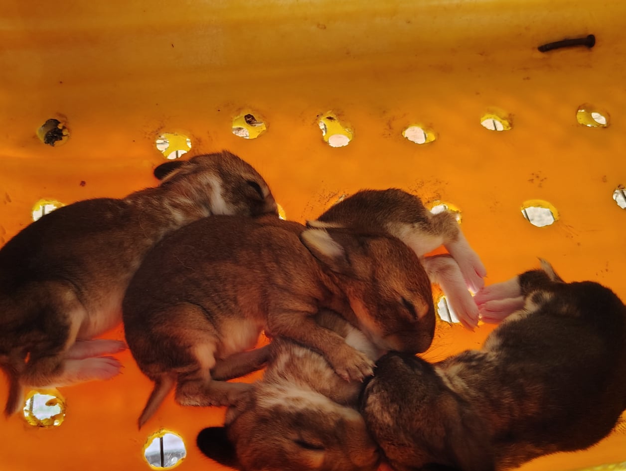 Baby rabbits img