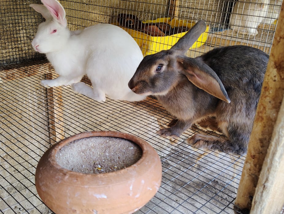 Rabbit img