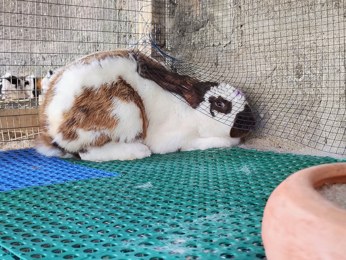Rabbit