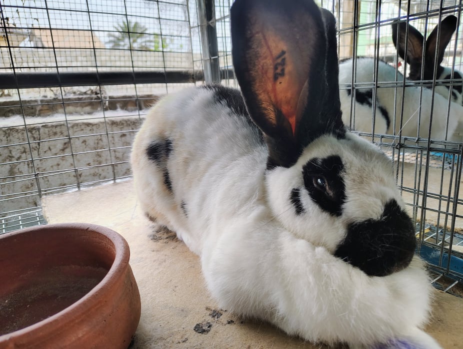 Rabbit