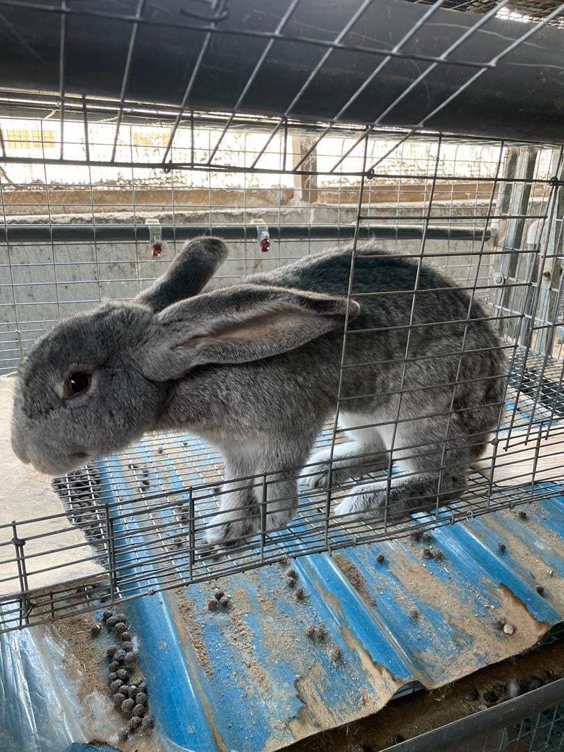 Rabbit img