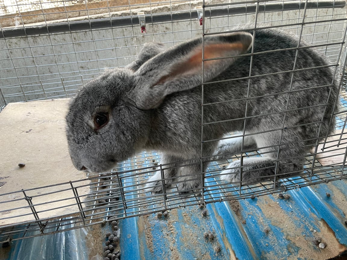 Rabbit